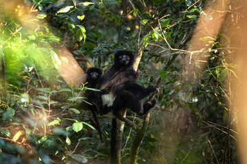 Indri with baby in the Ranomafana National park. Babakoto on the Madagascar island. Madagascar fauna. Black and white sifaka in the forest. 