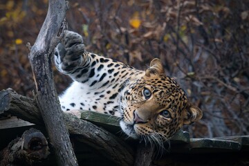leopard in the zoo