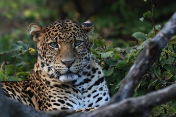 Fototapeta na wymiar leopard in the zoo
