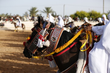 Obraz premium horse