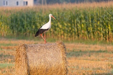 Stork perched on a hay roll in the yellow field