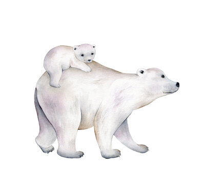 Polar bear. Watercolor illustration isolated on white background. Sketch animal. Cute wild bear. Picture. Image