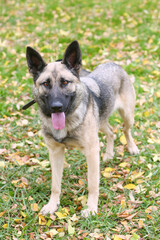 German shepherd dog full length photo on green grass background