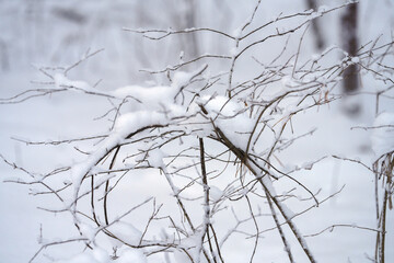 Winter forest. A bush under the weight of fallen snow on a blurry background of snow-covered pine trunks. Copy space.