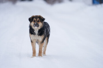 A homeless dog with kind eyes on a winter road on the outskirts of the village. Copy space.