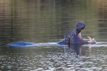Aggressive hippo. Wild animal in the nature habitat. African wildlife. This is Africa. Namibia....