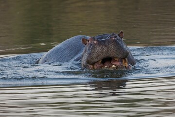 Aggressive hippo. Wild animal in the nature habitat. African wildlife. This is Africa. Namibia....