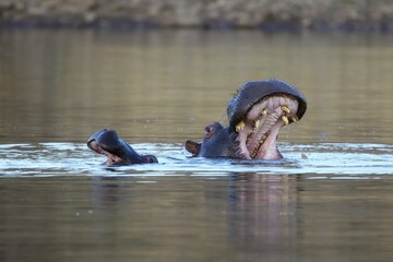 Aggressive hippo. Wild animal in the nature habitat. African wildlife. This is Africa. Namibia....