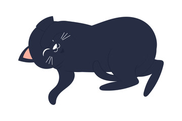 black cozy cat