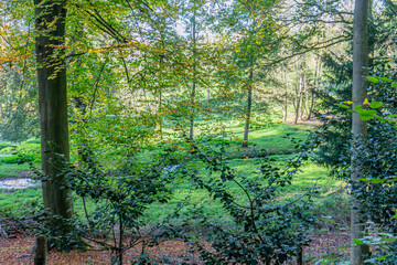 Trees with yellow green foliage with a stream surrounded by green grass in background, wooded landscape on a sunny autumn day in Landgoed Vliek or Vliekerbos nature reserve, South Limburg, Netherlands