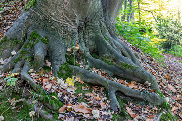Huge thick roots of a tree on a hill next to a trail, leaves covering ground, green foliage in background, sunny autumn day in Landgoed Vliek or Vliekerbos nature reserve in South Limburg, Netherlands