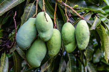 Manga, mangueira, pé de manga, manga espada, Mangifera indica