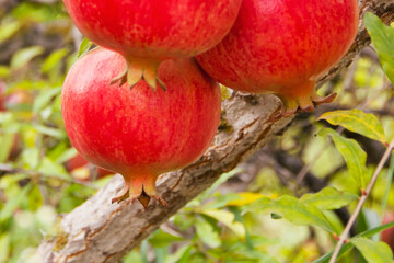 Bright beautiful pomegranate fruits hang on the branches of fruit platnation trees.