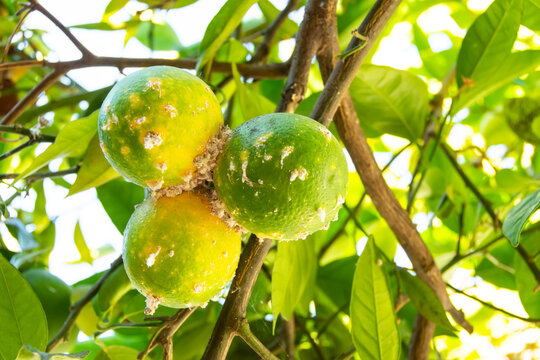 Citrus mealybug, Planococcus citri Hemiptera Pseudococcidae is the dangerous pest of different plants, including economically important tropical fruit trees and ornamental plants.