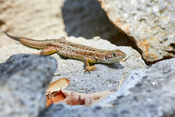 Sand lizard (Lacerta agilis) sun-basking on a rock in the morning