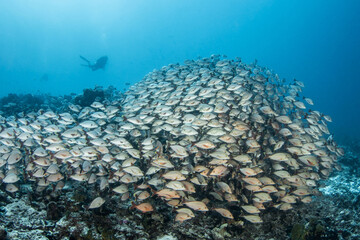 Humback red snapper with diver