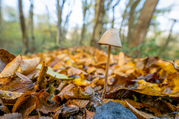 Toadstool mushroom and dry leaves in autumn