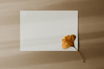 A white blank paper with a dried yellow Ginkgo Biloba leaf on beige background. Autumn card letter concept with shadow lines. Minimal concept, copy space. 