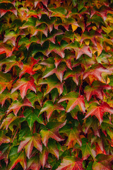 Fototapeta premium Colorful background made of autumn leaves.