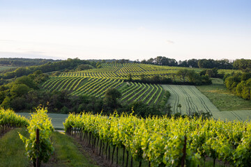 vineyards at sunset in lower austria with windbreak