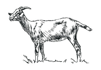 goat - farm animal, hand drawn illustration