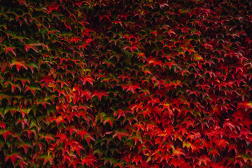 Fototapeta premium Colorful background made of autumn leaves.