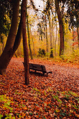 Wonderful countryside with trees in colorful foliage and grassy meadows.