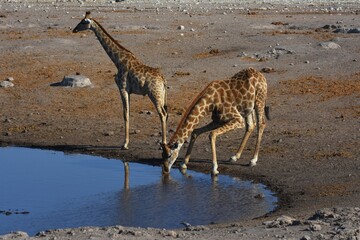 Fototapeta na wymiar Trinkende Giraffen am Wasserloch Chudop im Etoscha Nationalpark in Namibia. 