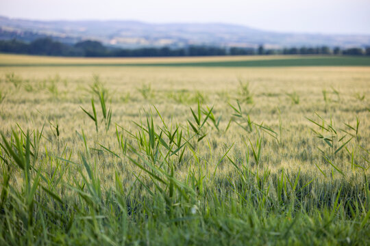 close up shot of the field with single green blades of grass sticking out
