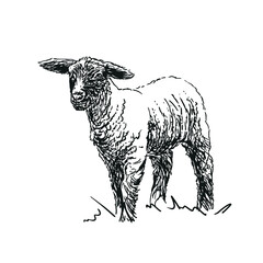 lamb - farm animal, hand drawn illustration