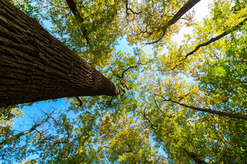 Wide angle view of trees in the forest. Carbon net zero concept photo