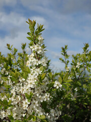 Blossoming plump tree in spring as natural collection