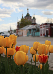 Yellow tulips in sprind as natural collection