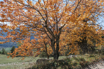 Autumn colors in the mountains near Briancon, Hautes-Alpes, France