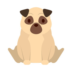 cute pug dog