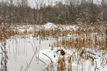 Swampy area dammed with beavers. The house of beavers near dry reeds and frozen water is covered with snow. Forest landscape on an overcast winter day