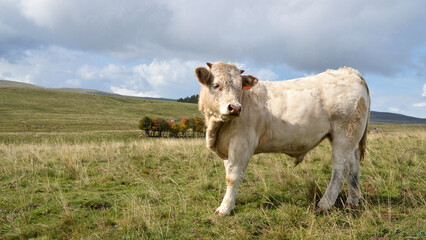 Nice young charolais bull in the meadow	