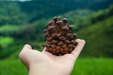 Pine cone on a woman's hand against a blurry field background