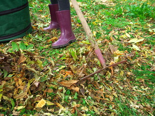 Child raking leaves in the garden in autumn.