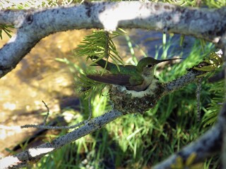 hummingbird in nest