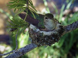 hummingbird in nest