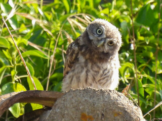Little owl