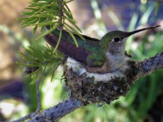 hummingbird on a branch