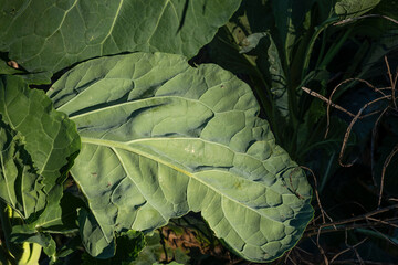 Obraz premium detail of an organically grown cabbage leaf in summer