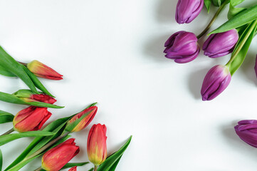 Spring tulips of red and lilac color on a white background. Top view, natural light. Greeting card, floral spring background