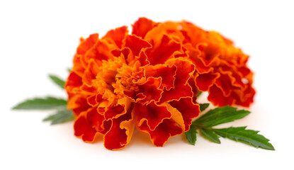 Two marigold flowers.