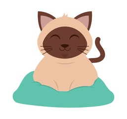 cozy cat on a pillow