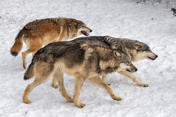 Grey Wolves (Canis lupus) Walks Right Together Winter