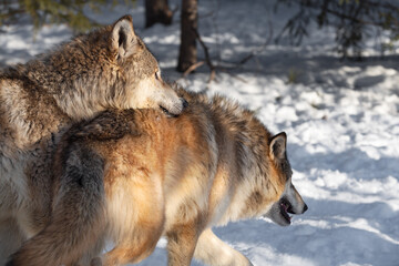 Grey Wolf (Canis lupus) Rests Chin on Packmates Back Winter