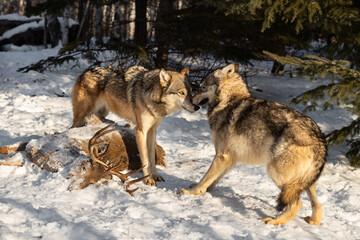 Grey Wolves (Canis lupus) Touch Noses Near White-tail Deer Body Winter